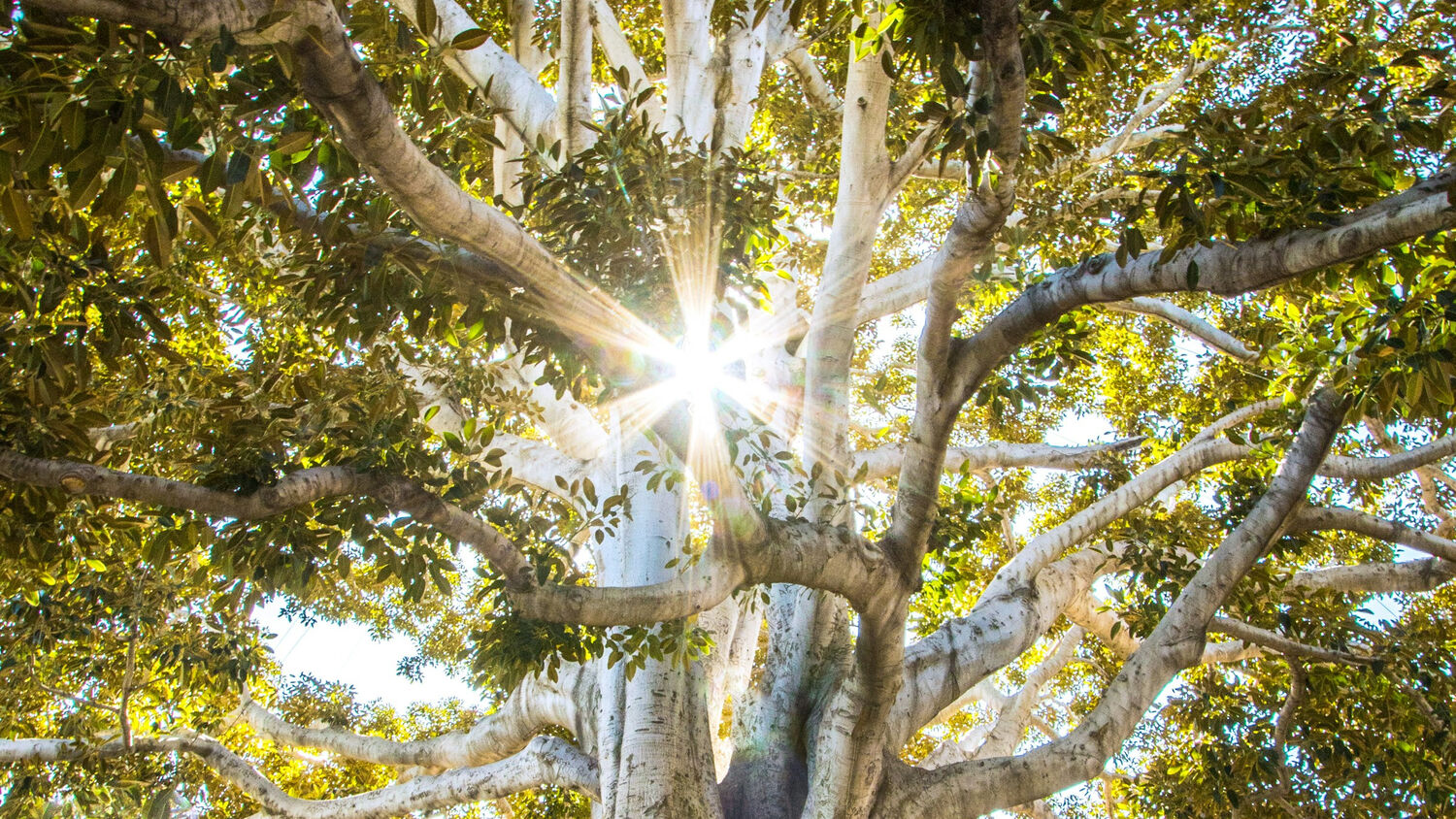 Reiki: Channeling Universal Life Force Energy